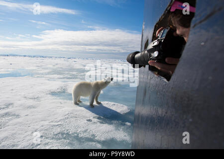 A Polar Bear approaches a tourist ship in the Arctic Ocean, photographed by a woman at a close distance. Stock Photo