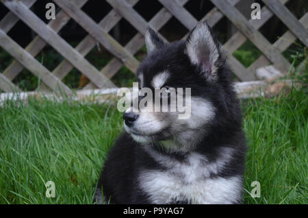 Eight week old alusky puppy dog looking away. Stock Photo