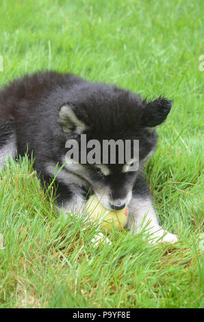 Eight week old alusky puppy with a yellow tennis ball. Stock Photo