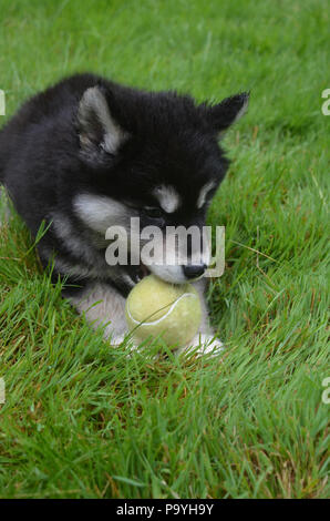 Alusky puppy dog resting in grass with a tennis ball. Stock Photo