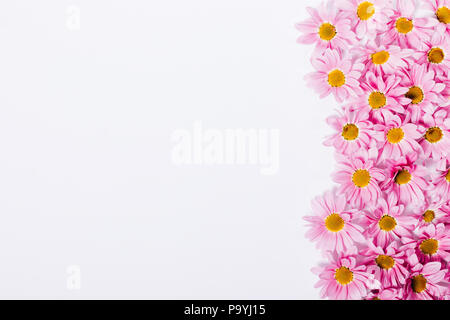 Pink rose head isolated on pastel pink background. Flat lay. Copy