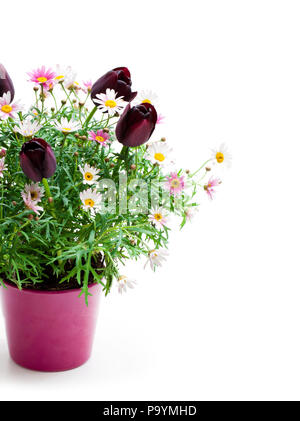 Pink  daisies marguerite with dwarf black tulips in flower pot isolated on white Stock Photo