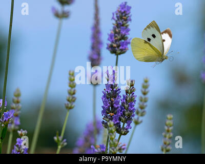 Large white Butterfly Pieris brassicae feeding on lavender flowers in garden setting Stock Photo