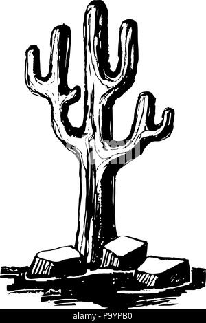 Carnegiea. Giant caguaro cacti Stock Vector
