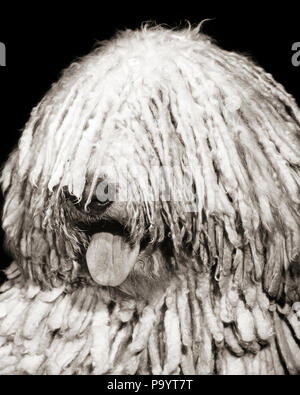 1950s KOMONDOR DOG HEAD WITH TONGUE OUT COVERED IN LONG CORDED MATTED COAT LOOKS LIKE DREADLOCKS HUNGARIAN SHEEPDOG  - d6120 HAR001 HARS OLD FASHIONED Stock Photo