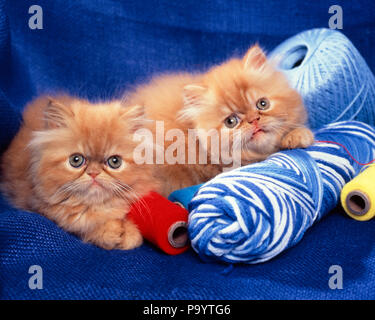 TWO LONG HAIR ORANGE TABBY KITTENS LYING ON SKEINS OF YARN LOOKING AT CAMERA - kc10857 PHT001 HARS OLD FASHIONED Stock Photo