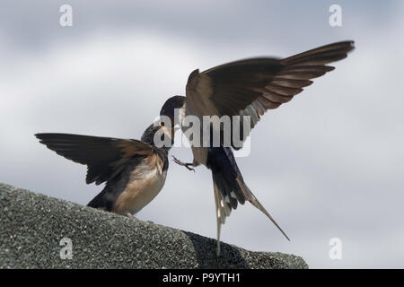 Newly fledged baby swallow being fed by the adult male swallow Stock Photo