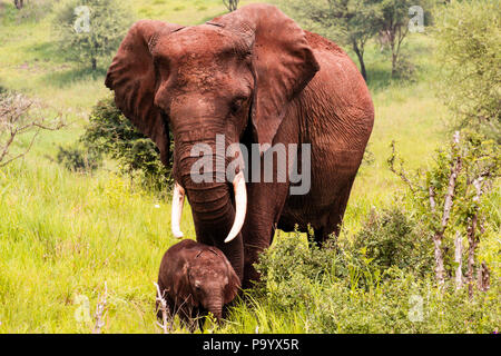 Elephant mother with her cub Stock Photo