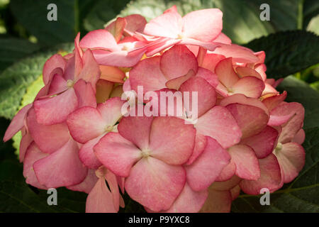 Close up Striking Pink Hydrangea flowers in full bloom Stock Photo - Alamy