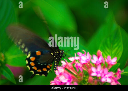 Black Swallowtail Butterfly on flower Stock Photo