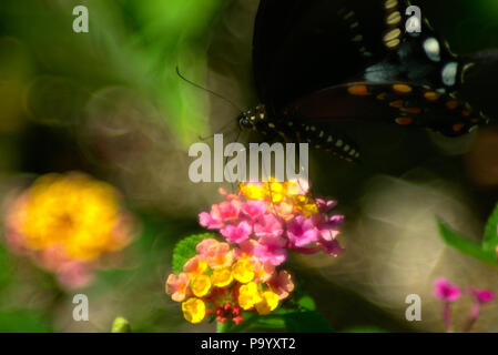 Black Swallowtail Butterfly Landmark Citrus flower Stock Photo