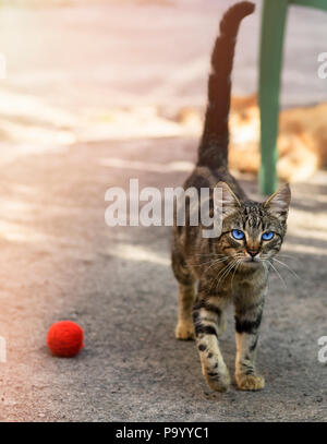 young gray striped cat with blue eyes walks along the street during the day Stock Photo