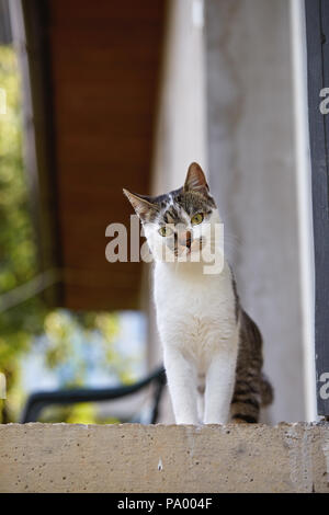Cute cat looking at camera. Natural light. Stock Photo