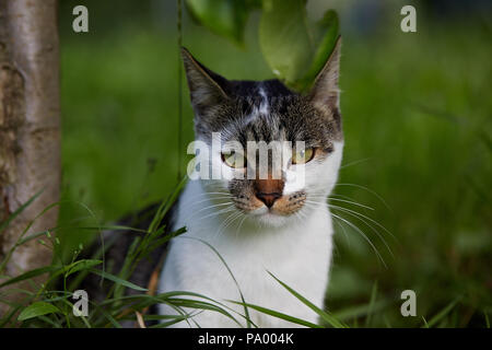 Cute cat looking at camera. Natural light. Domestic cat in the grass. Stock Photo