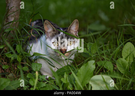 Cute cat looking at camera. Natural light. Domestic cat in the grass. Stock Photo