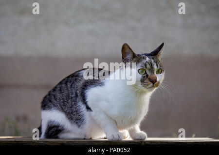 Cute alert cat sitting on garden table Stock Photo