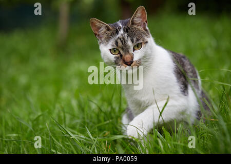 Cute cat looking at camera. Natural light. Domestic cat in the grass. Stock Photo