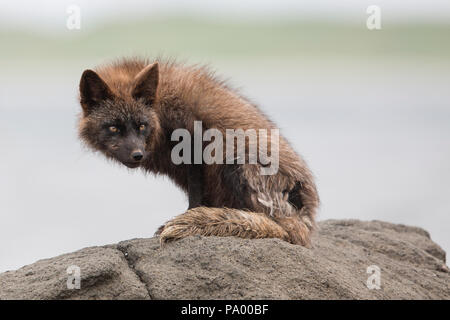 Arctic Fox, Aleutian Islands, Alaska Stock Photo