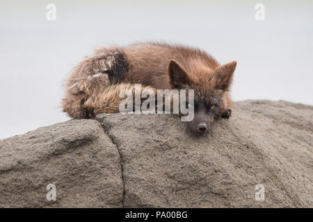 Arctic Fox, Aleutian Islands, Alaska Stock Photo