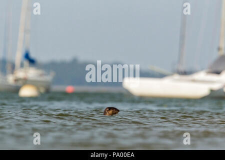 Smooth-coated otter swimming amidst yachts moored outside Changi Sailing Club, Singapore Stock Photo