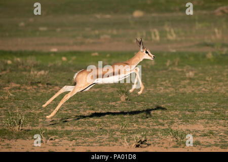 Springbok (Antidorcas marsupialis) calf running, Kgalagadi Transfrontier Park, South Africa Stock Photo