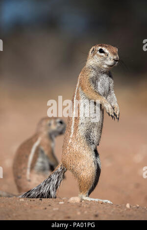 Ground squirrel (Xerus inauris), Kgalagadi Transfrontier Park, Northern Cape, South Africa Stock Photo
