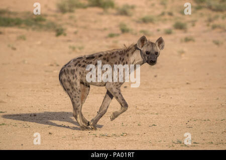 Spotted hyaena (Crocuta crocuta) running, Kgalagadi transfrontier park, Northern Cape, South Africa Stock Photo