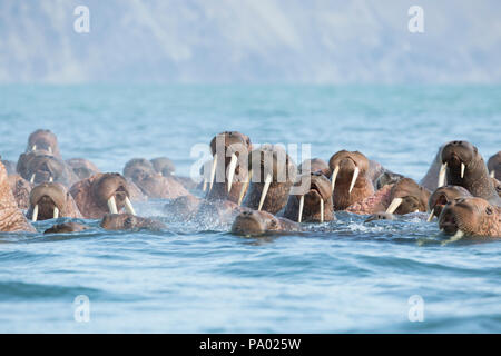 Pacific Walrus (Odobenus rosmarus divergens), Kamchatka, Russia Stock Photo