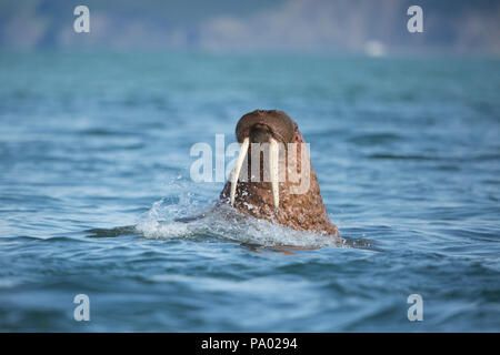Pacific Walrus (Odobenus rosmarus divergens), Kamchatka, Russia Stock Photo