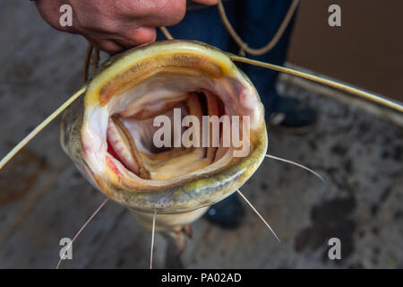Fishing rod carp france hi-res stock photography and images - Alamy