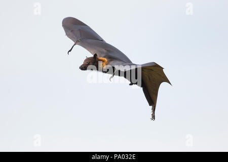 Flying fox aka Black fruit bat (Pteropus alecto) in the Kimberley, Western Australia Stock Photo