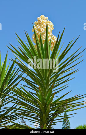 Giant Yucca (Yucca, Yucca faxoniana Stock Photo - Alamy