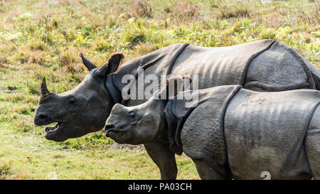 Adult and juvenile one horned Indian rhinos (Rhinoceros Unicornis) spotted during elephant ride safari tours in Chitwan National Park, Nepal Stock Photo