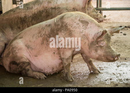 a dirty pig in his stable Stock Photo