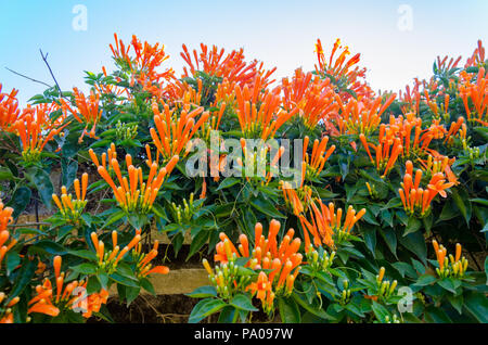 Pyrostegia venusta, also commonly known as flamevine or orange trumpetvine or flaming trumpet; photographed in Coorg, Karnataka, India. Stock Photo