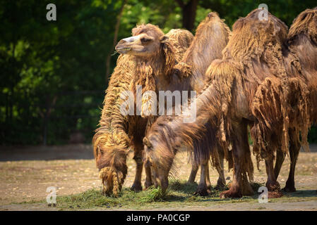 Three Bactrian camels feeding Stock Photo