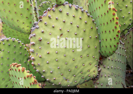 Blind Prickly Pear Cactus in Dugout Wells area of Big Bend National Park. Stock Photo