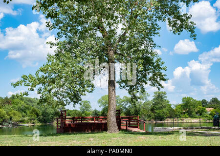 A large cottonwood tree, Populus deltoides, of the poplar species, in Kansas, USA. Stock Photo
