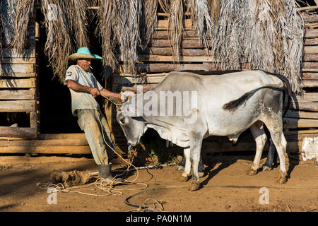 Side view of farmer preparing oxen for fieldwork, Vinales, Pinar del Rio Province, Cuba Stock Photo