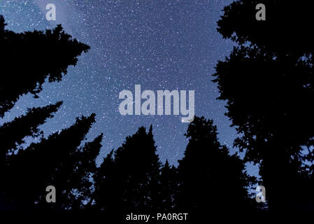 Stars Through the Trees Stock Photo