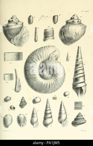 A monograph of the Mollusca from the Great Oolite Stock Photo