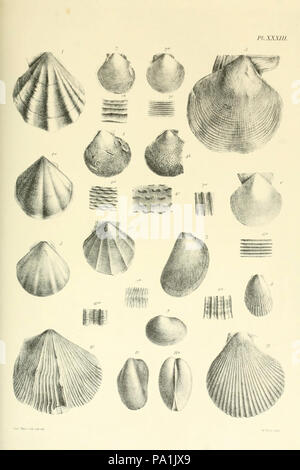A monograph of the Mollusca from the Great Oolite Stock Photo