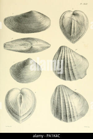 A monograph of the Mollusca from the Great Oolite Stock Photo