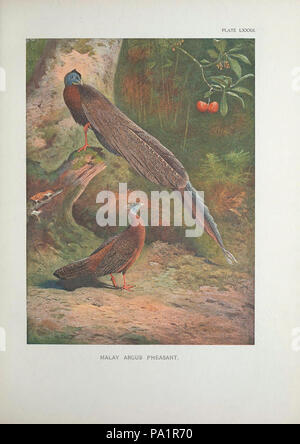 A monograph of the pheasants Stock Photo