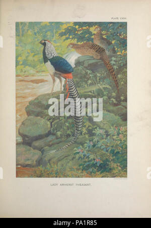 A monograph of the pheasants Stock Photo