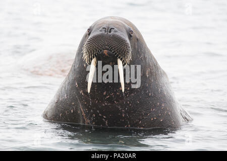 Walrus, Svalbard Stock Photo