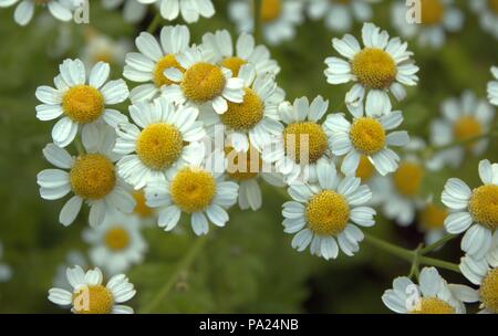 Close Up of Feverfew Stock Photo