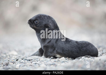 Northern fur seal newborn pup (Callorhinus ursinus) Stock Photo