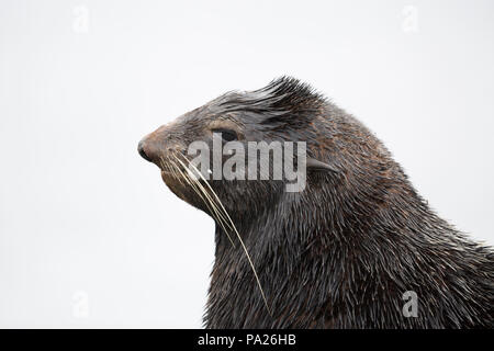 Northern fur seal (Callorhinus ursinus) Stock Photo