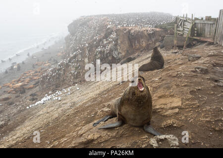 Northern fur seal (Callorhinus ursinus) in front of colony and abandoned buildings overrun with wildlife Stock Photo